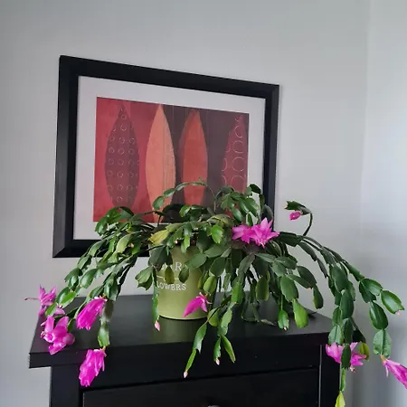 Apartamento Schoenes Mit Balkon Und Terrasse In Ruhiger Lage Helsa